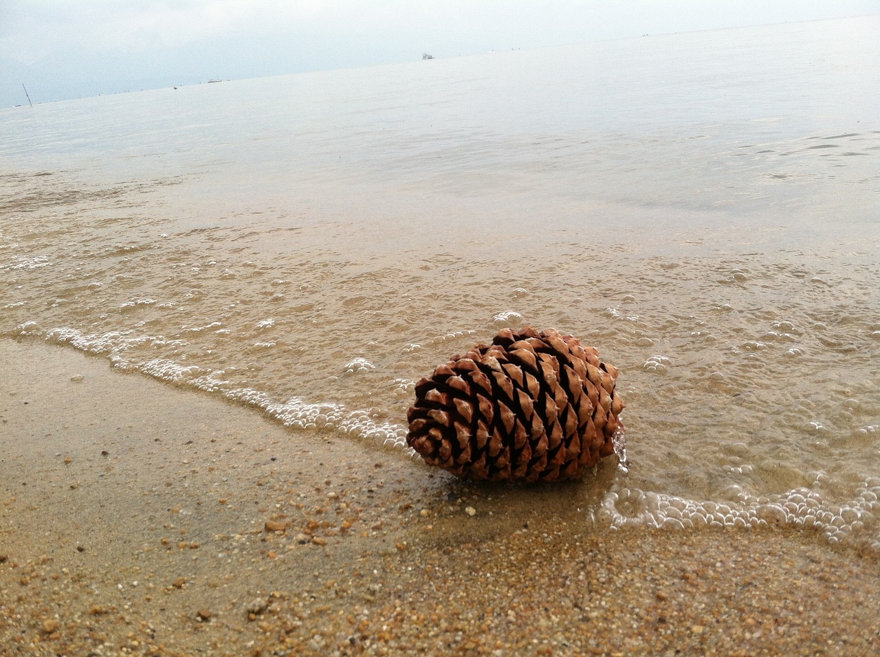 pine cone shore beach free photo