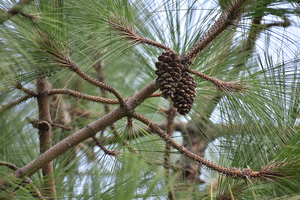 pine cone conifer flower free photo