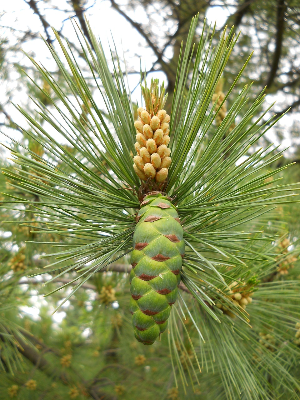 pine cone nature summer free photo