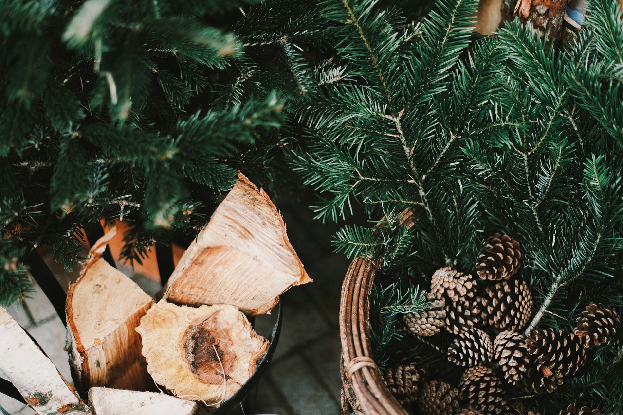 pine cone crops leaves free photo