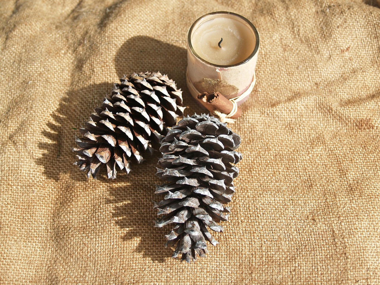 pine cone pine cones candle free photo