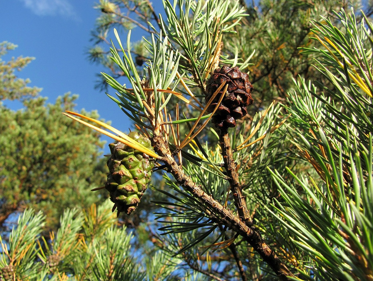 pine cone pine cone free photo