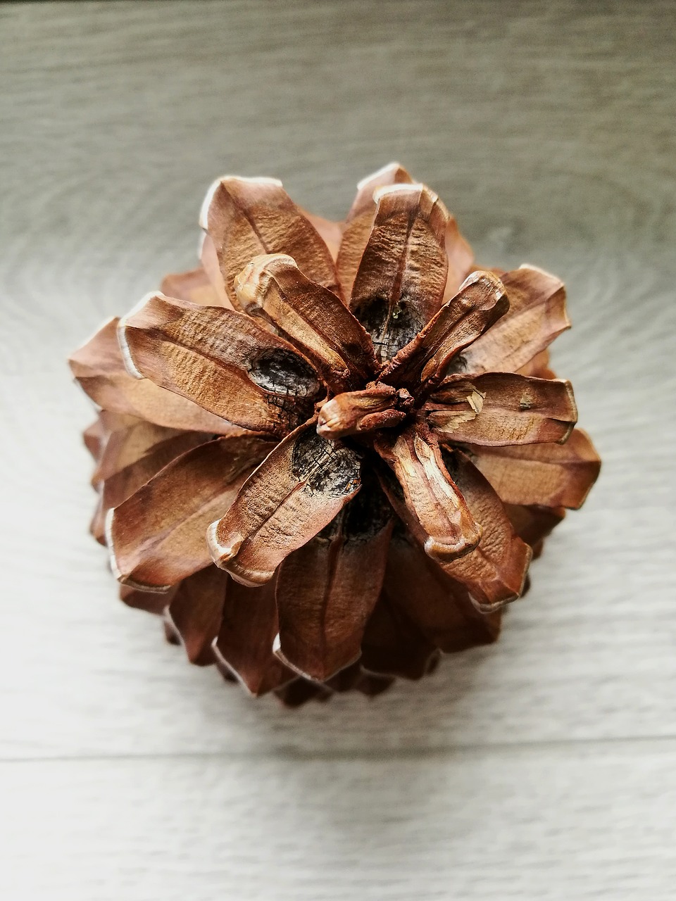 pine cone macro round free photo