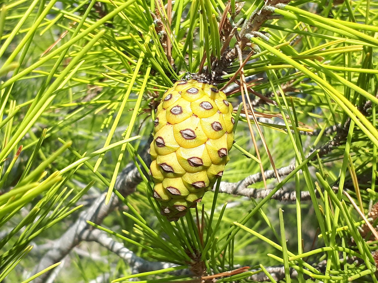 pine cone cedar spruce free photo