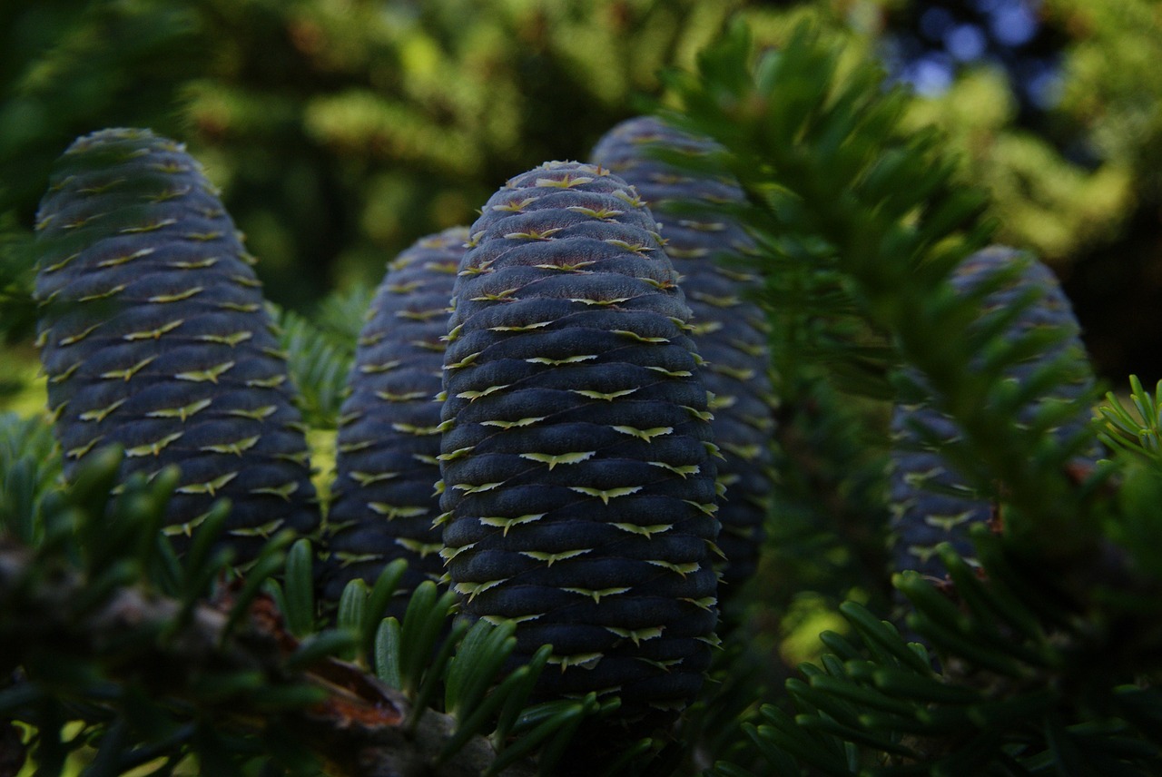 pine cone plant nature free photo