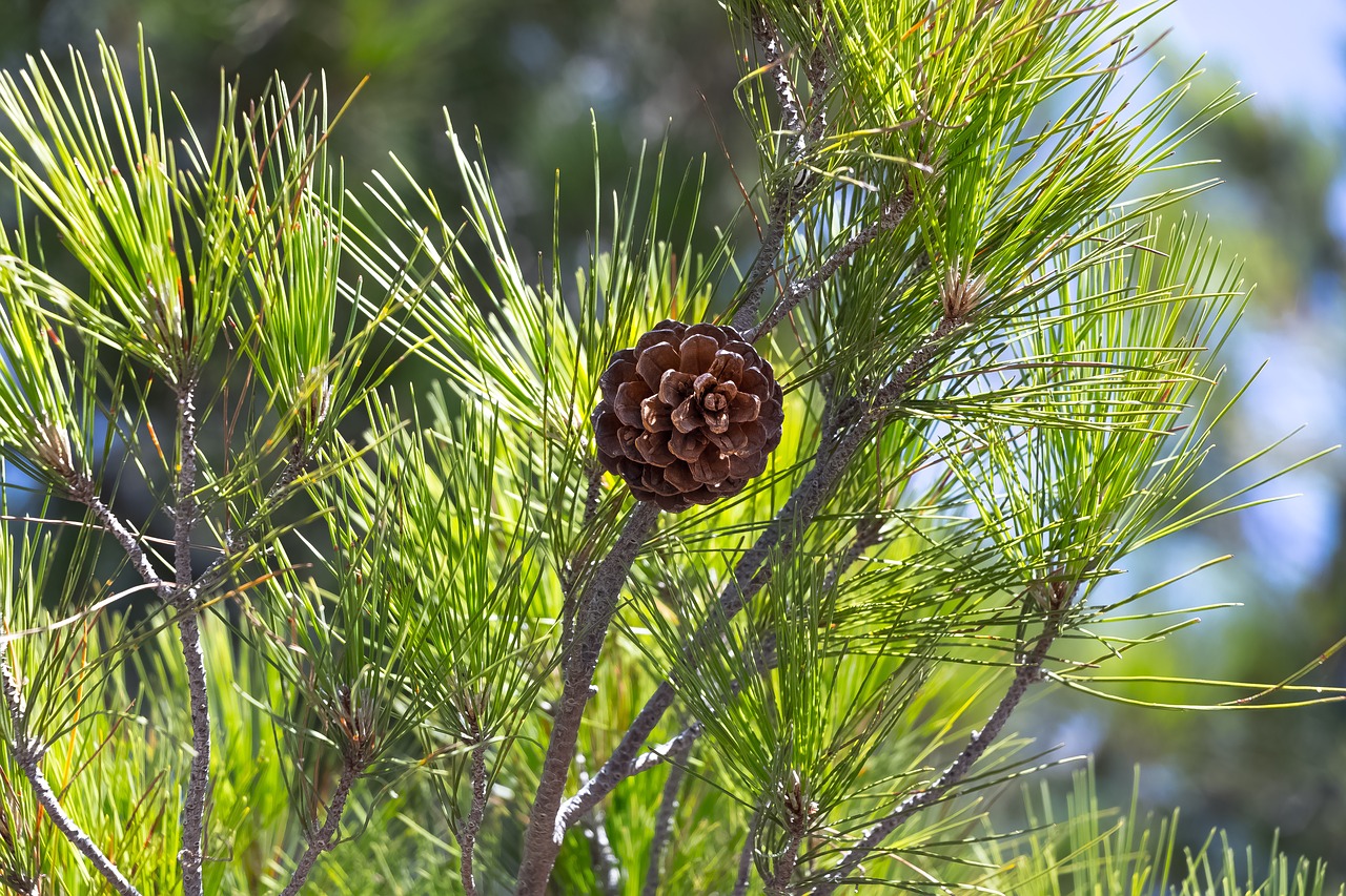 pine cone nature tree free photo