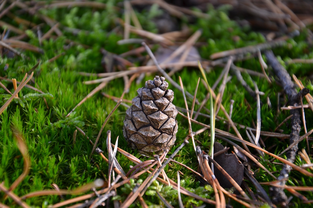 pine cone forest pine free photo