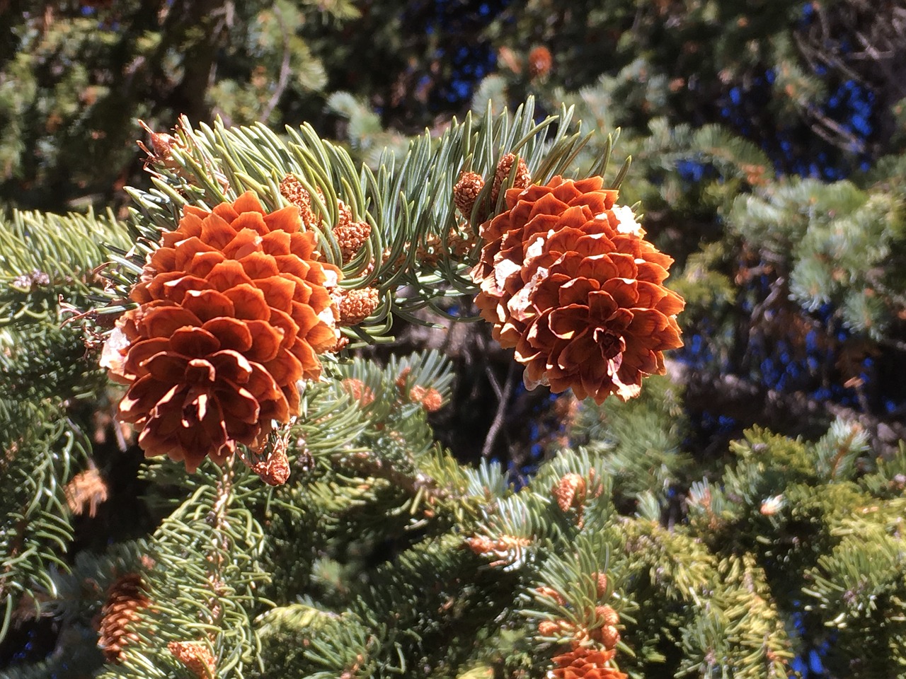 pine cone snow fir free photo