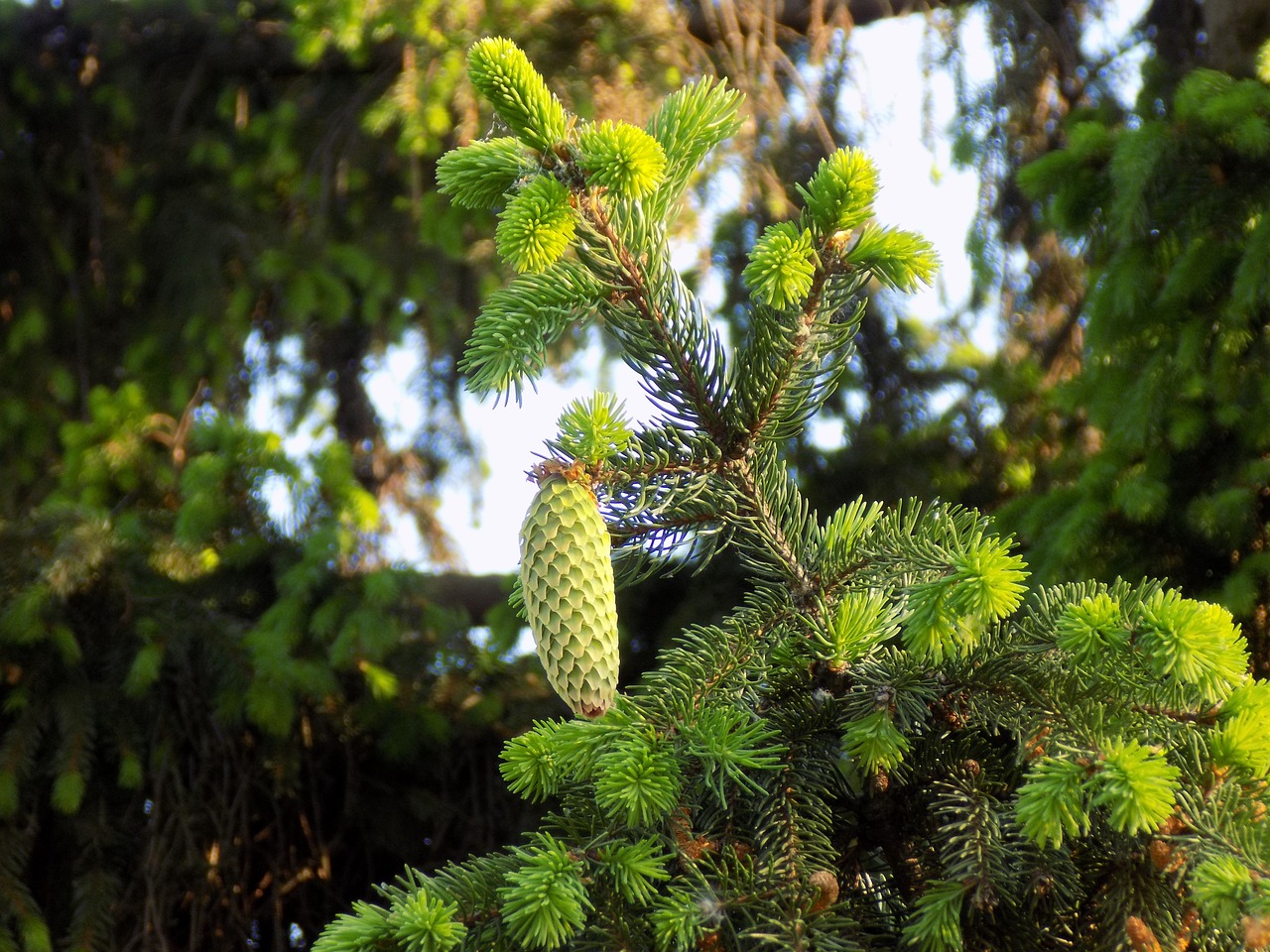 pine cone branch needles free photo