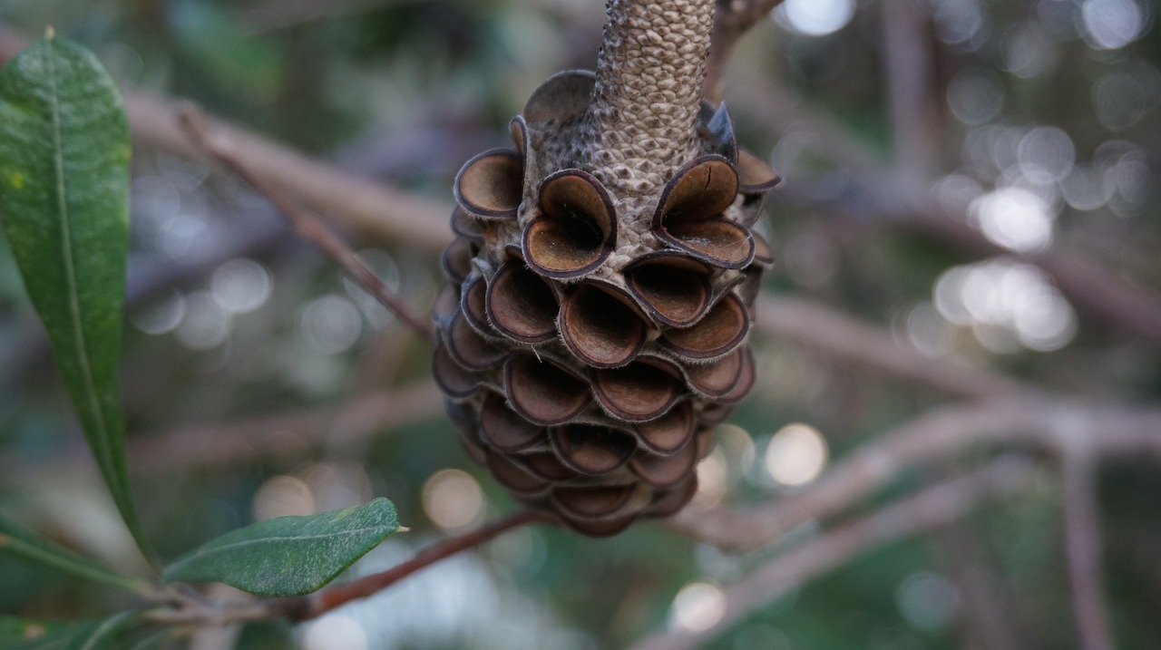 pine cone nature tree free photo