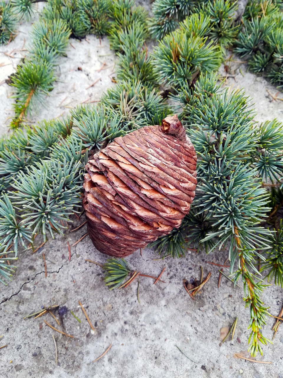 pine cone pine tree free photo