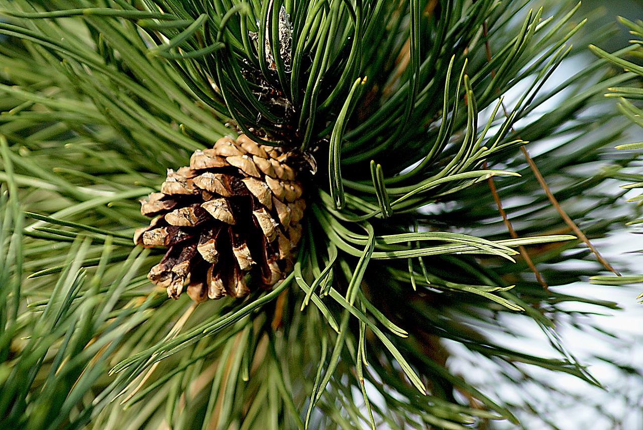 pine cone pine pinecone pine free photo