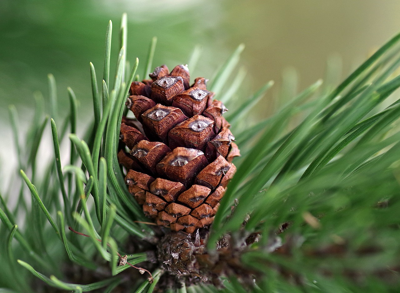 pine cone pine coniferous free photo