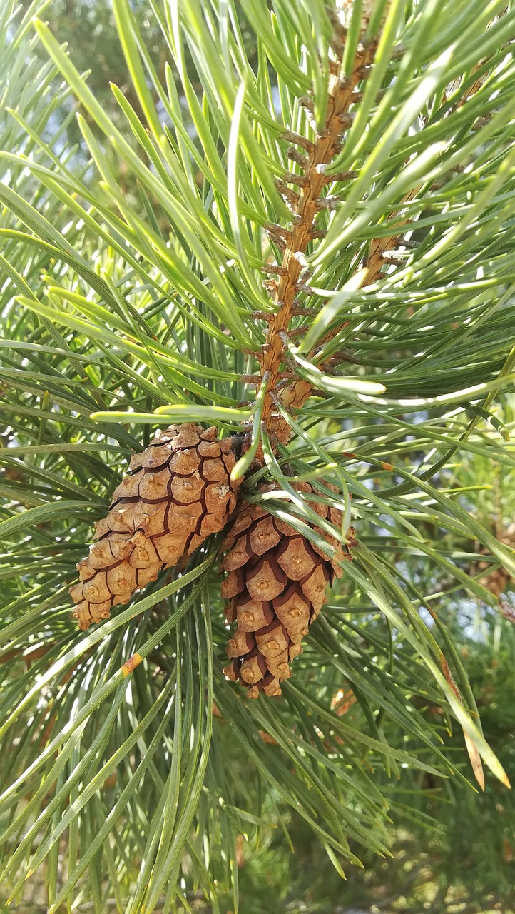 pine cone  needle  pine free photo