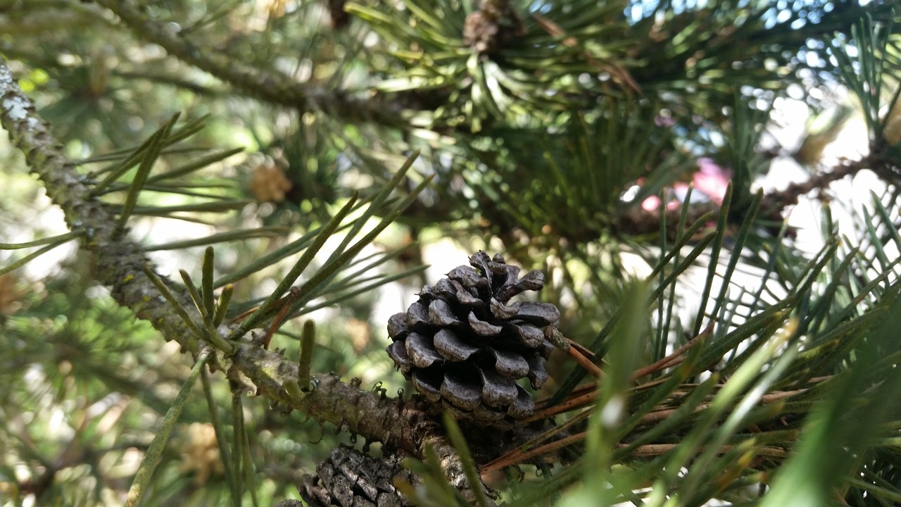 pine cone  little  green free photo