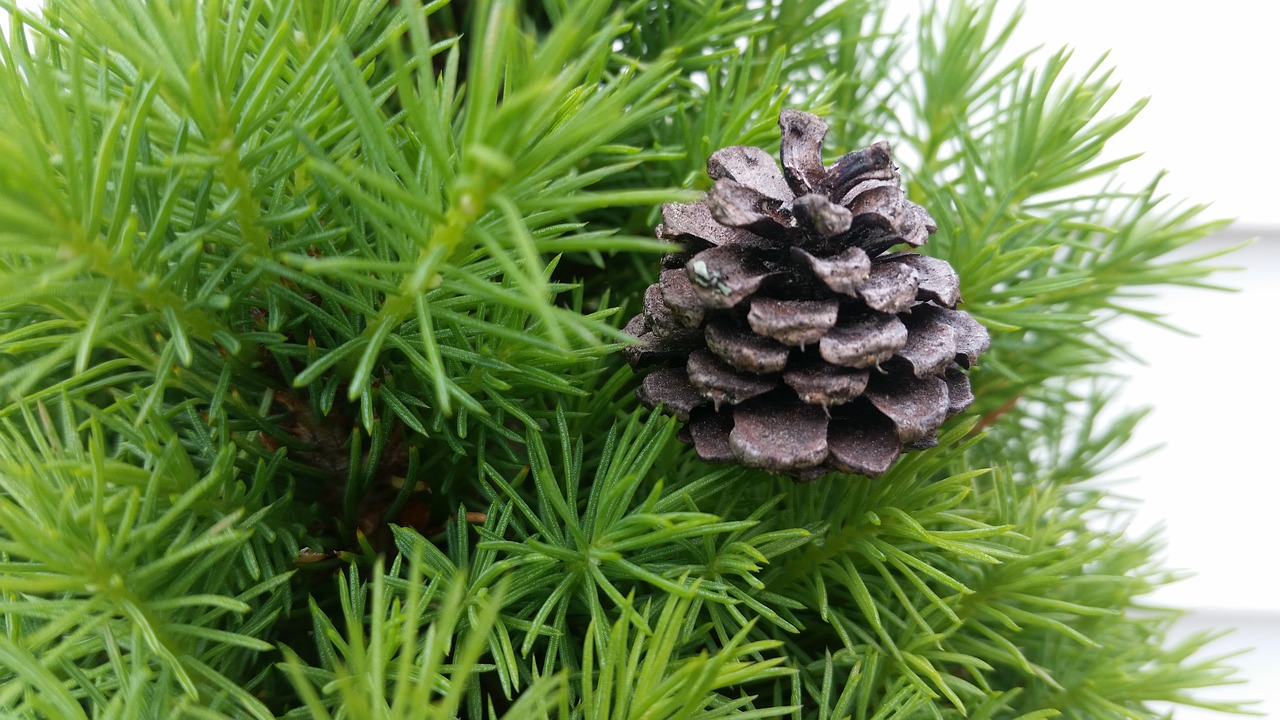 pine cone  little  green free photo
