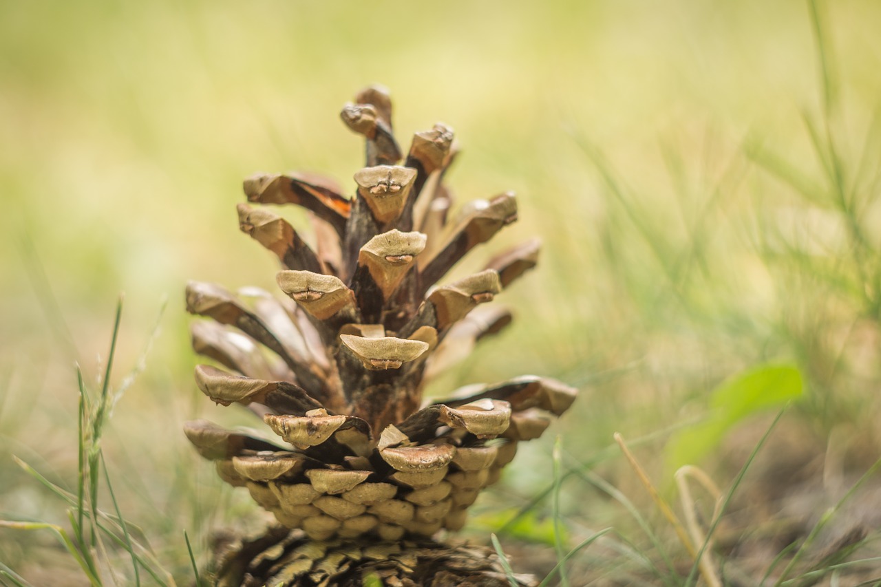 pine cone  pine  tree free photo