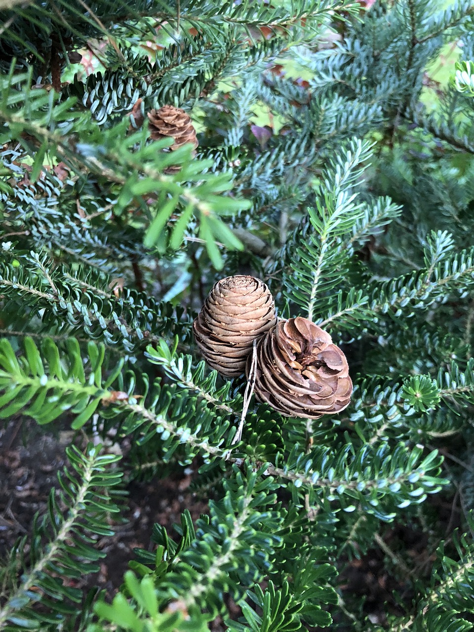 pine cone  spruce  tree free photo