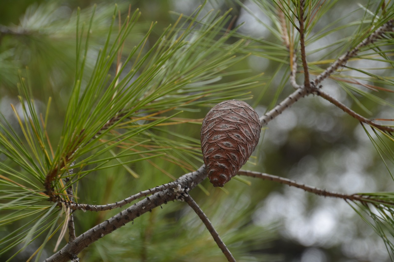 pine cone  coniferous  iglak free photo