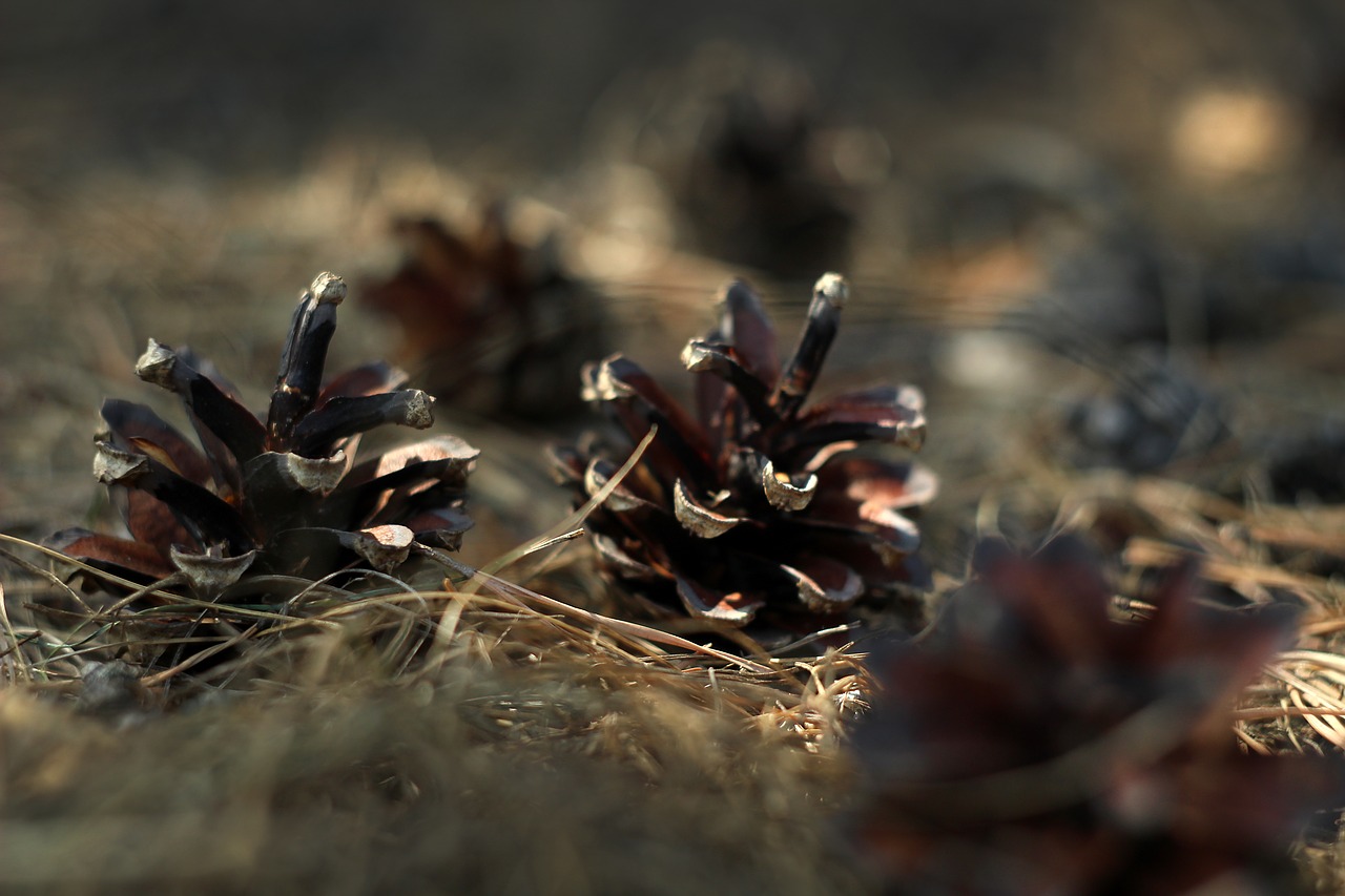 pine cone  cones  litter free photo