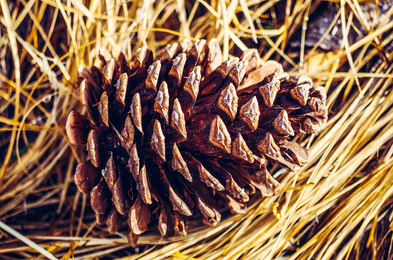 pine cone  pine needles  conifer free photo