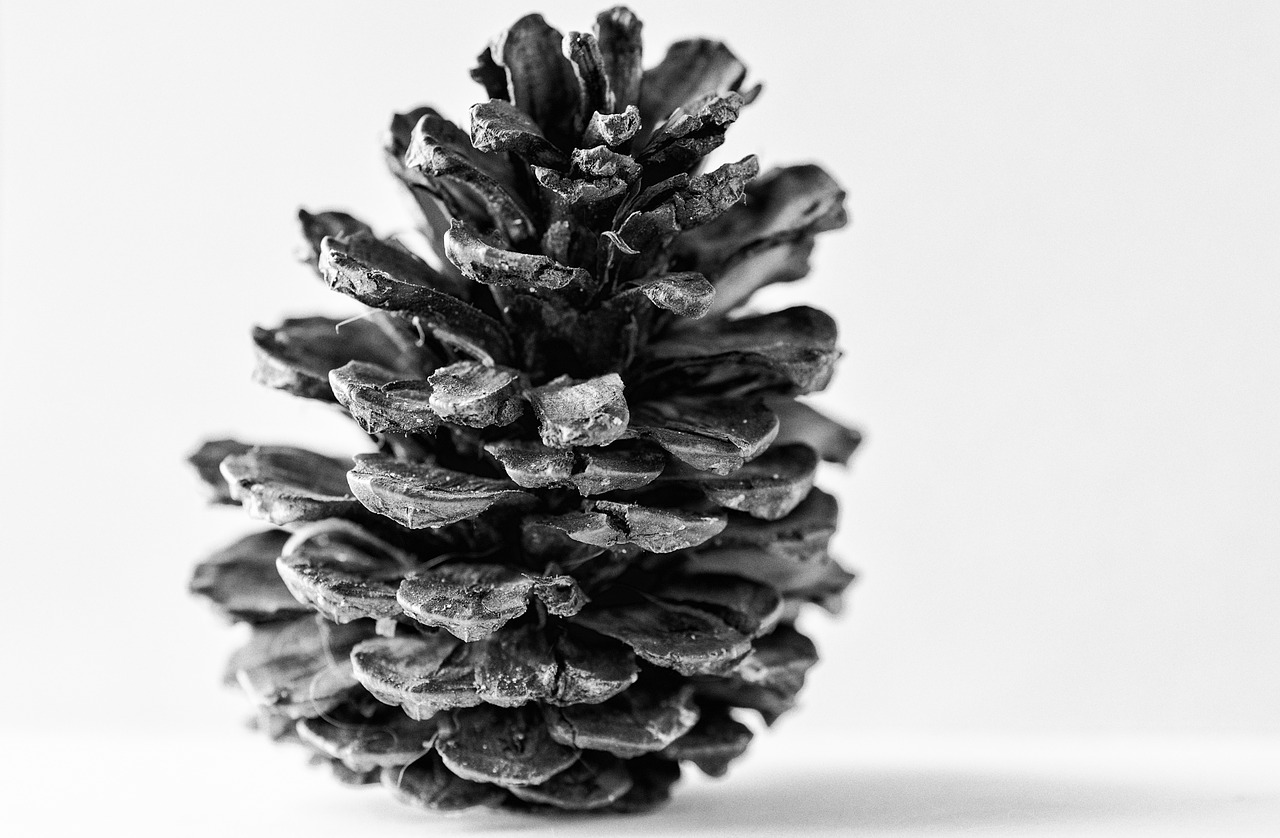 pine cone  nature  pine free photo