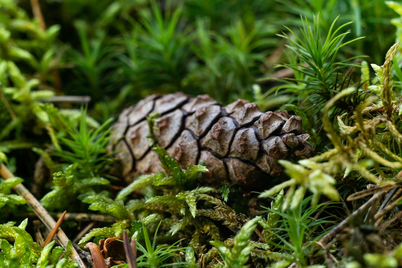 pine cone  moss  forest free photo