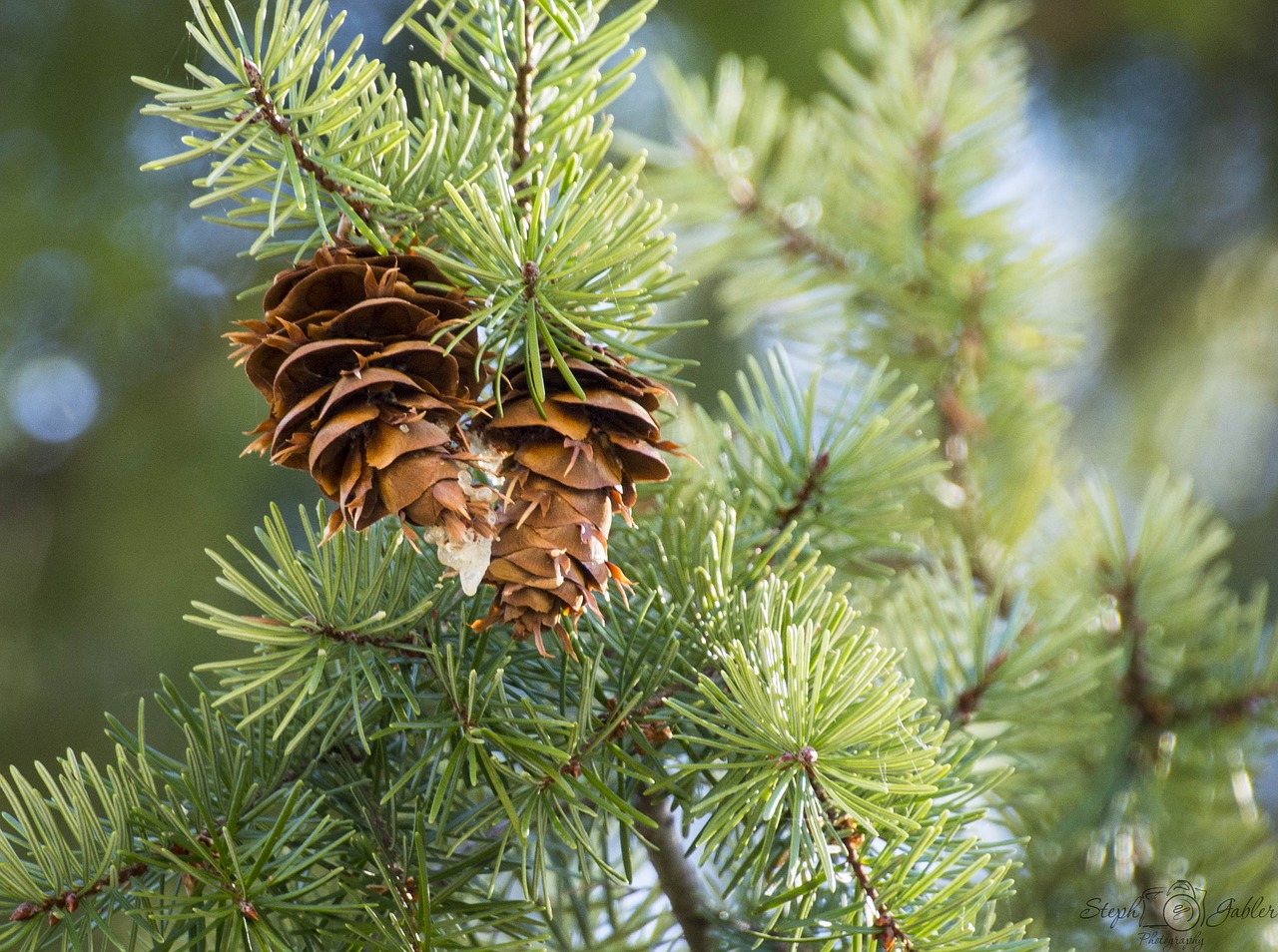 pine cone  green  tree free photo