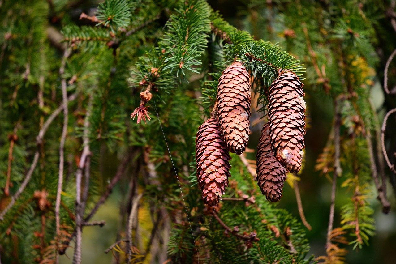 pine cone  pine tree  needle free photo