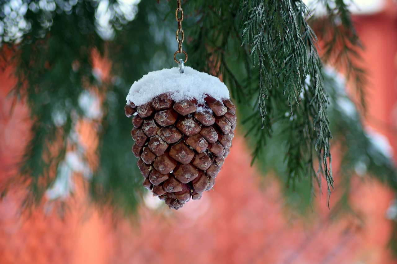 pine cone  food for the birds  winter free photo