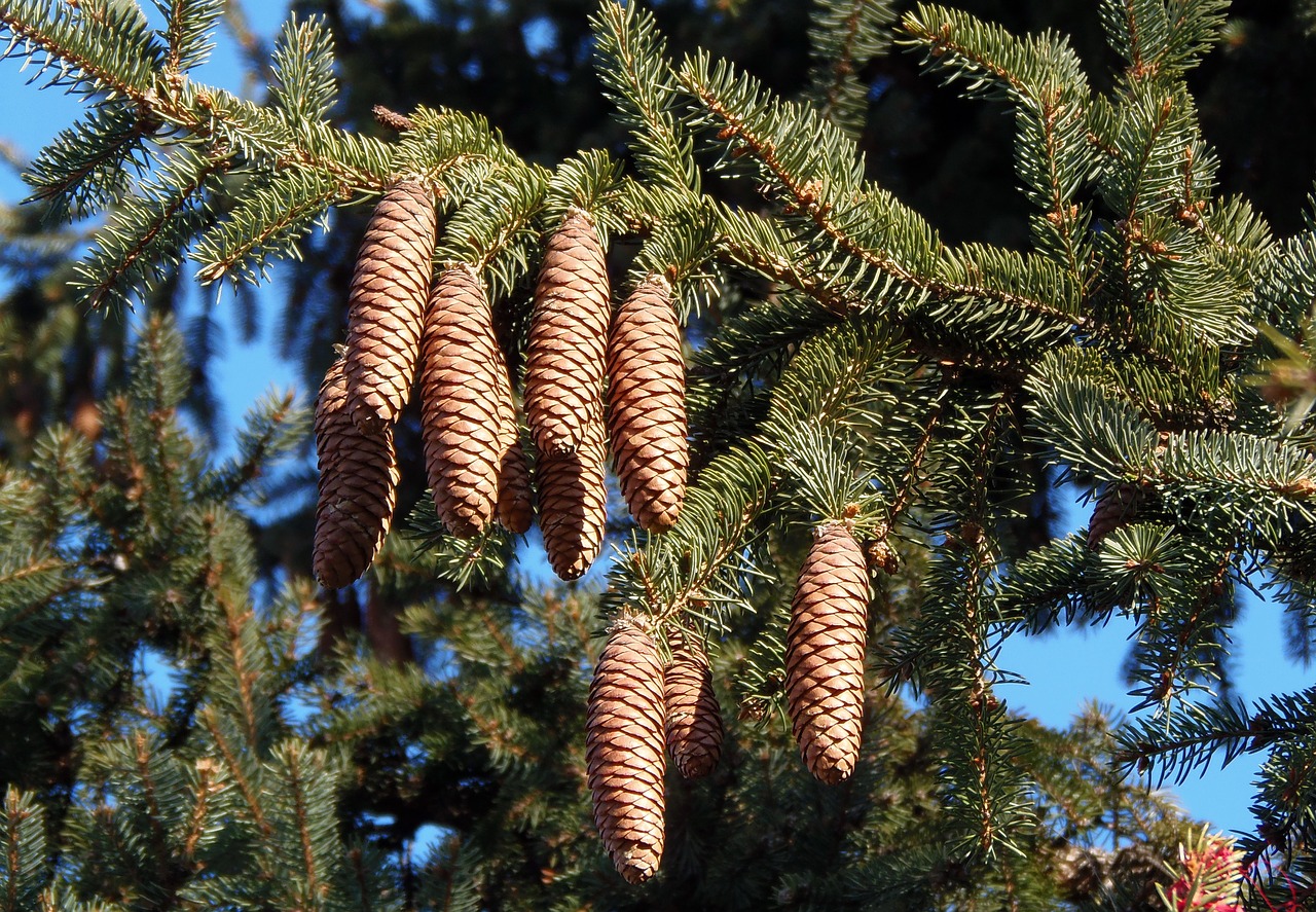 pine cone  pine tree crop  evergreen free photo