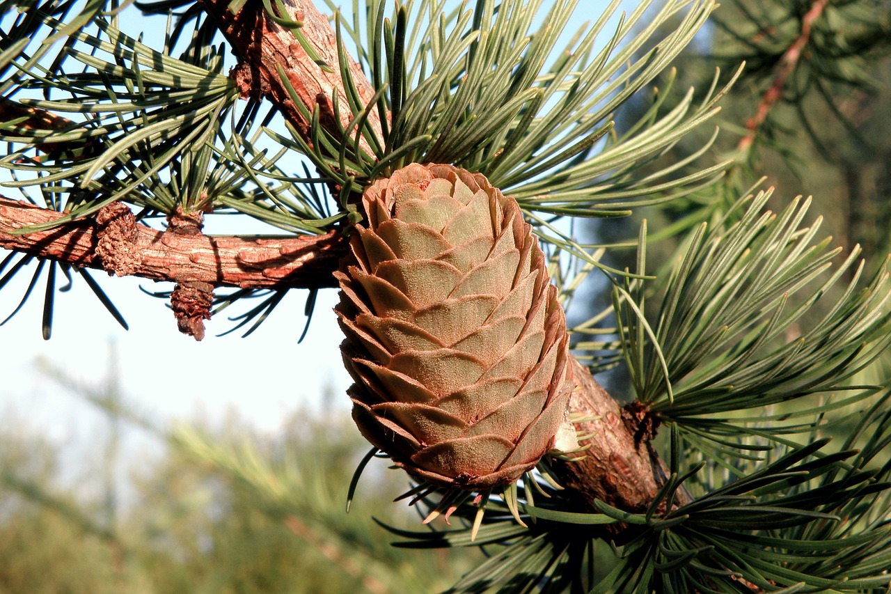 pine cone  spruce  needles free photo
