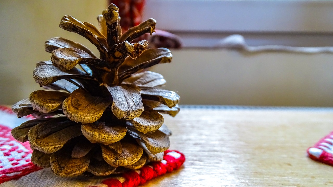 pine-cone  nature  close-up free photo