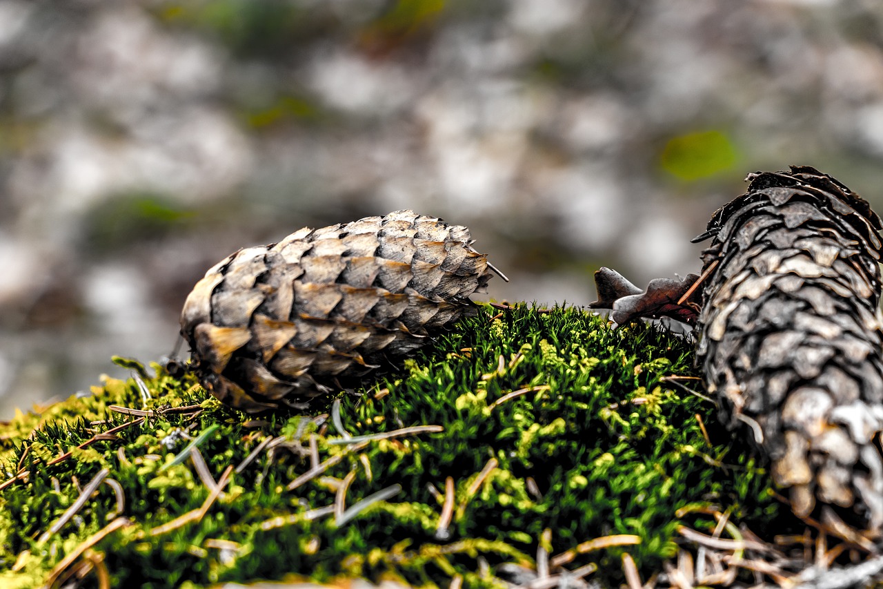 pine cone  forest  green free photo