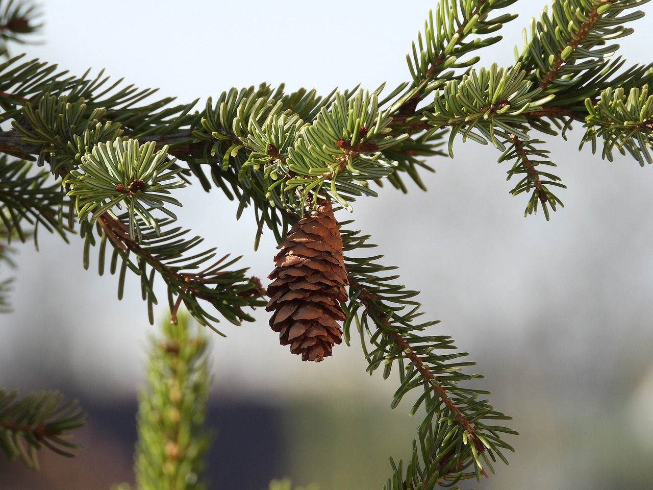 pine cone  sprig  nature free photo