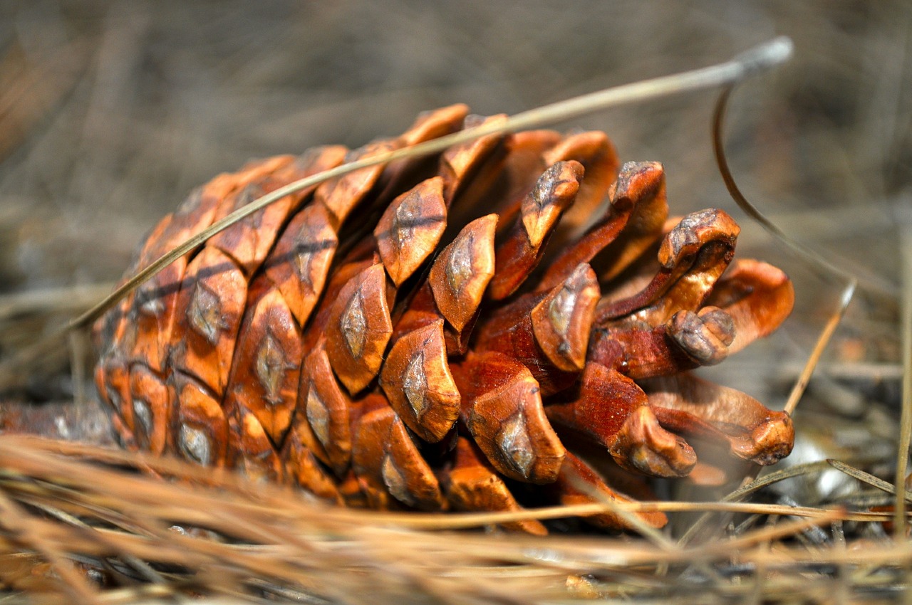 pine cone cone forest free photo