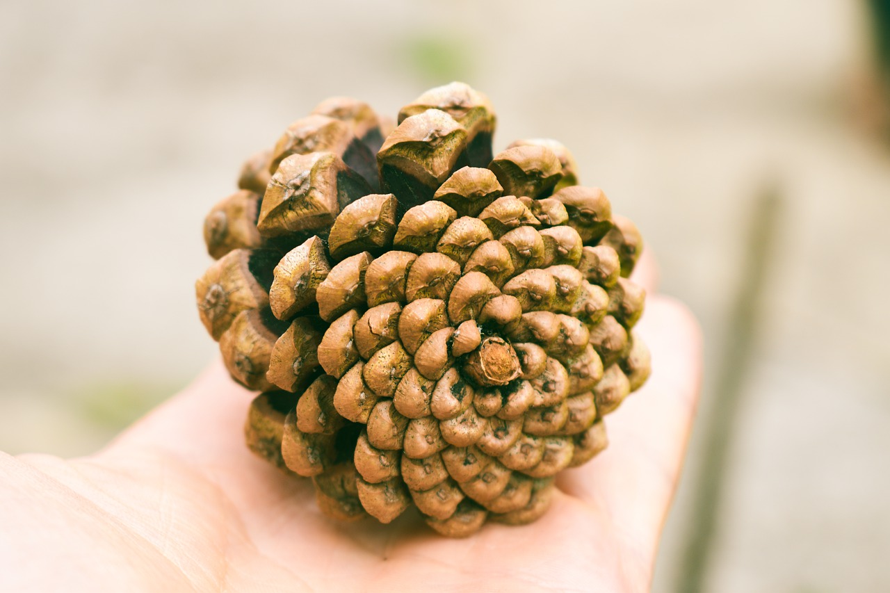 pine cone  spikes  brown free photo