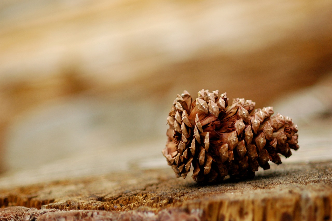 pine cone wood pine free photo