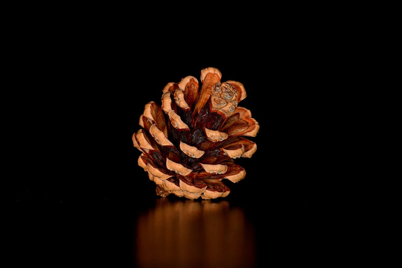 pine cone tap seeds free photo