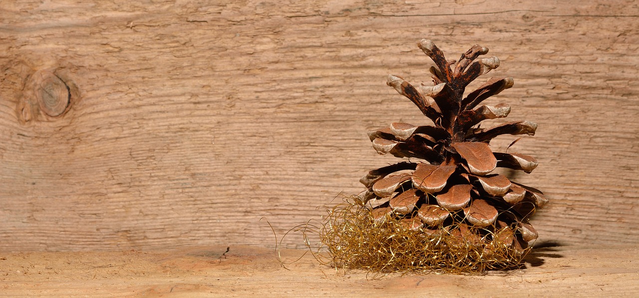 pine cone wood background free photo