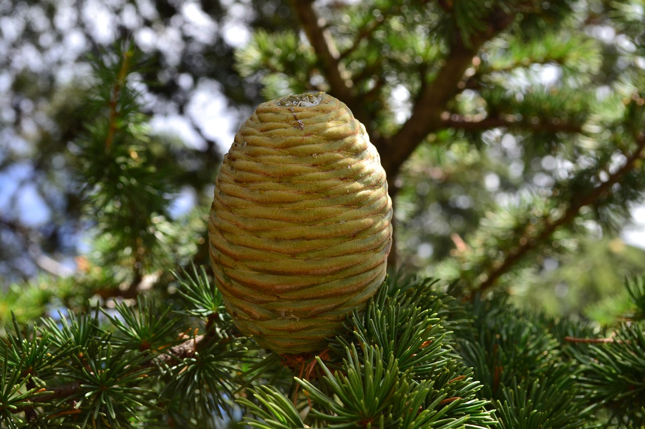 pine cone the sun nature free photo