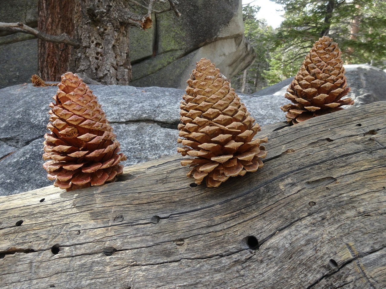 pine cone nature christmas free photo