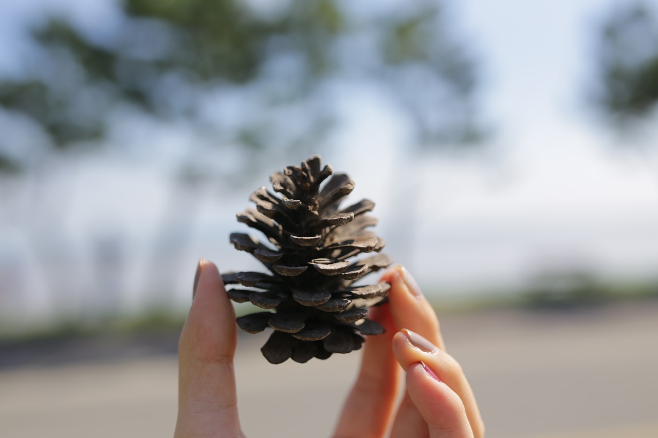 pine cone hand landscape free photo