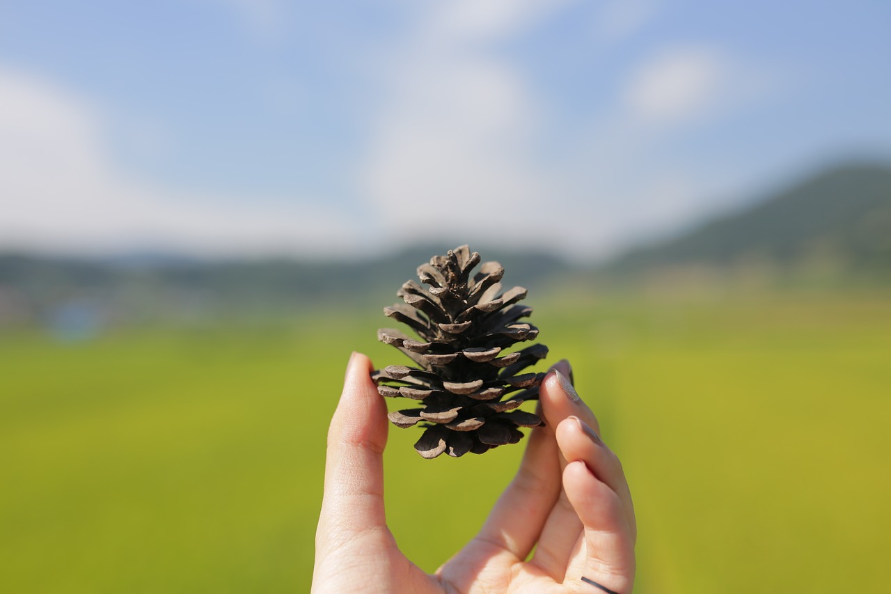 pine cone rice paddies hand free photo