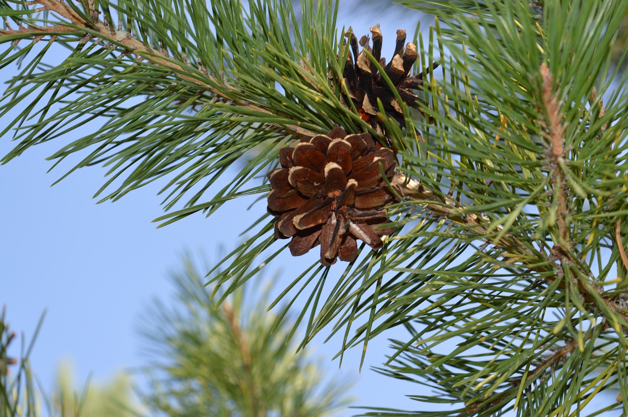 pine cone tree branch free photo