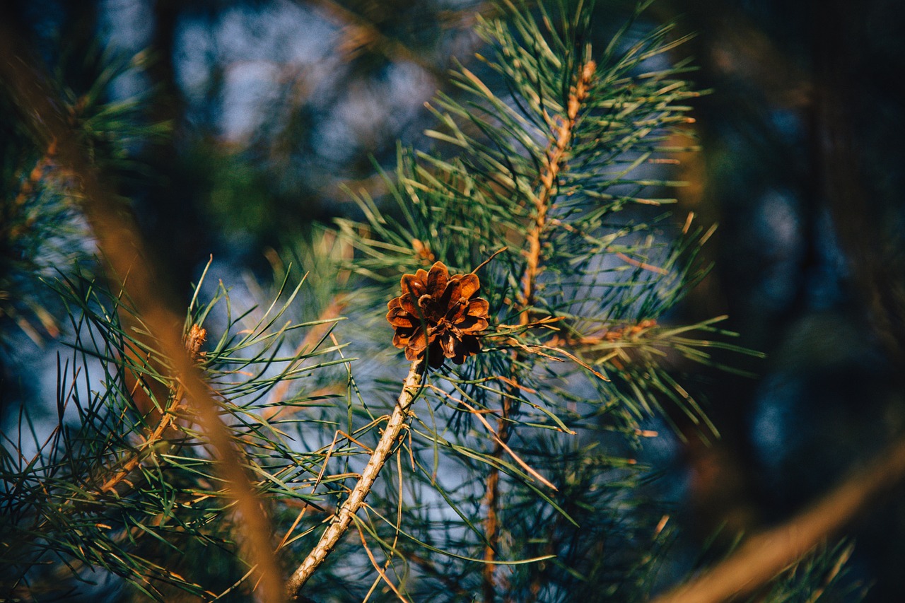 pine cone pine tree free photo