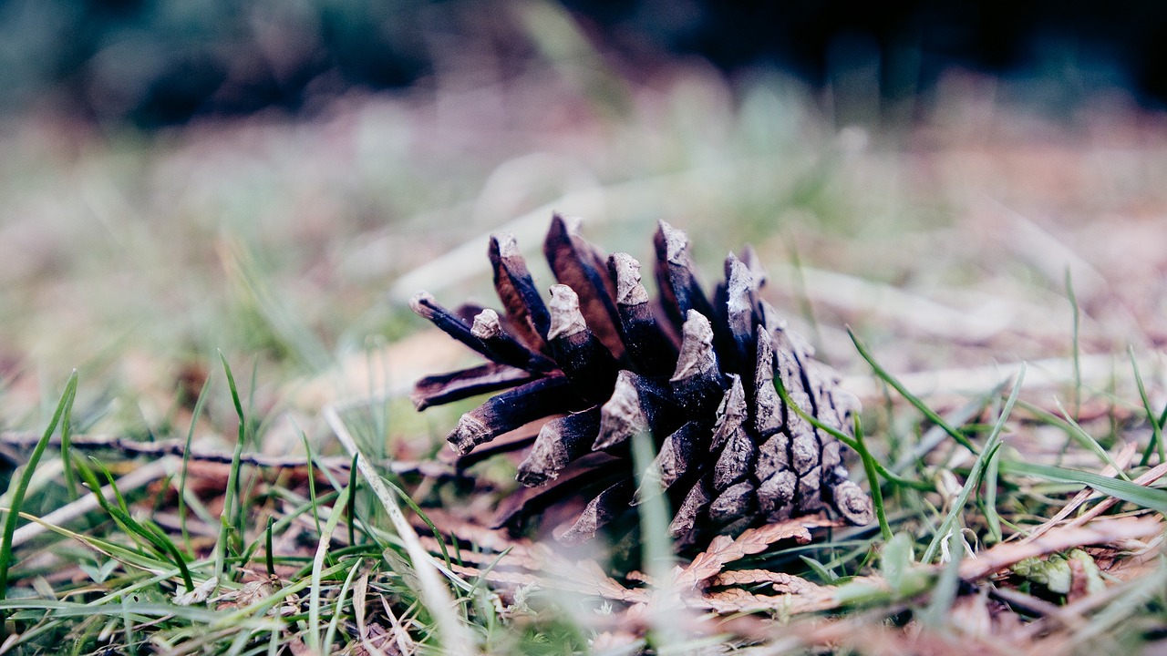 pine cone ground grass free photo