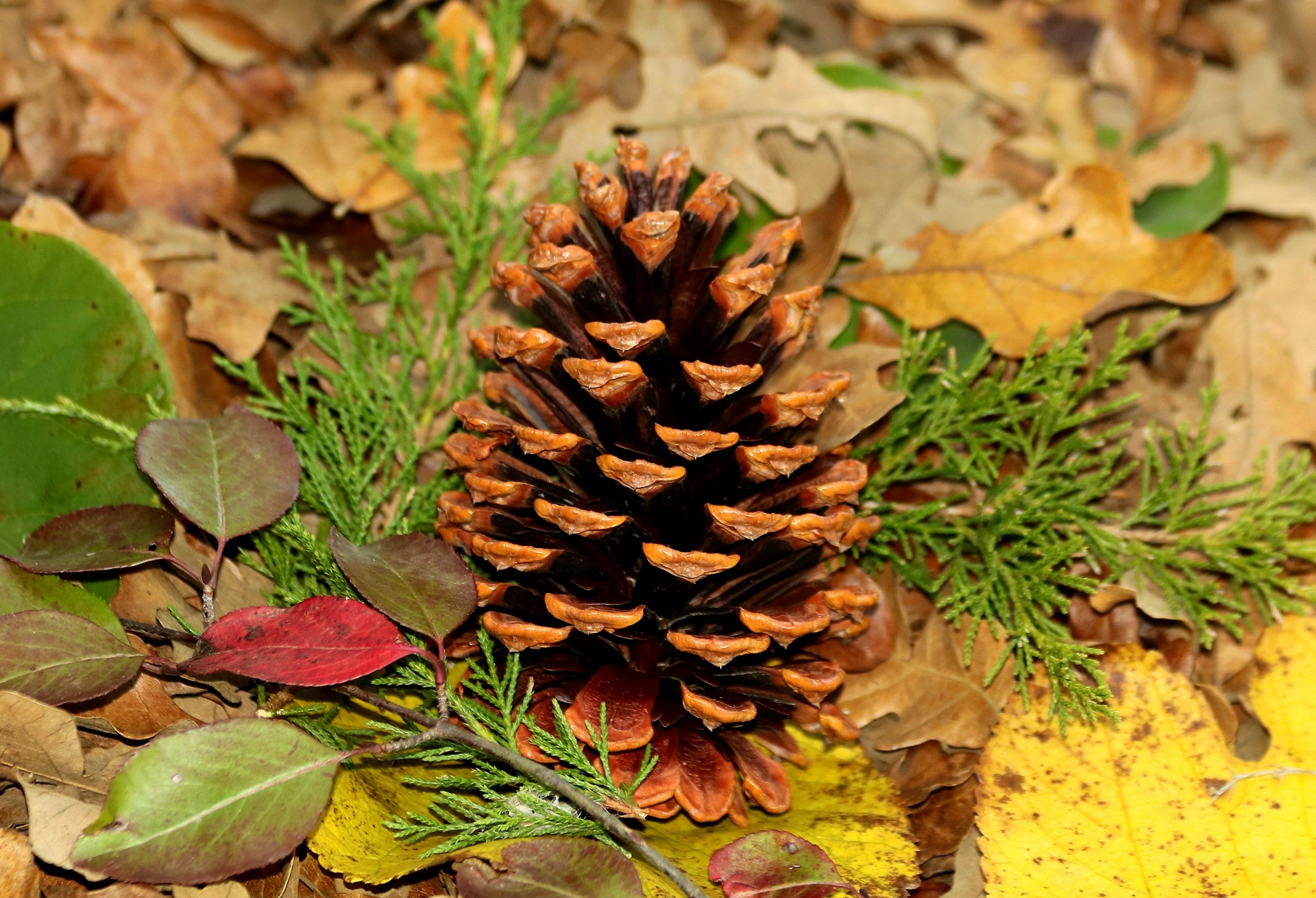 nature plants pine cone free photo