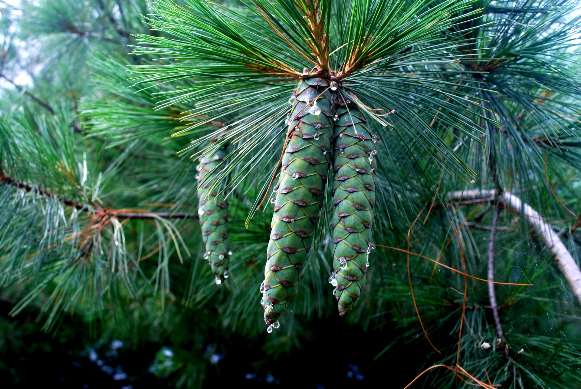 pine cone pine cones cluster free photo