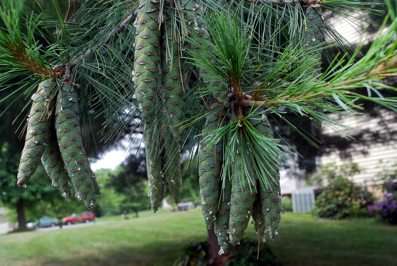pine cone cones free photo